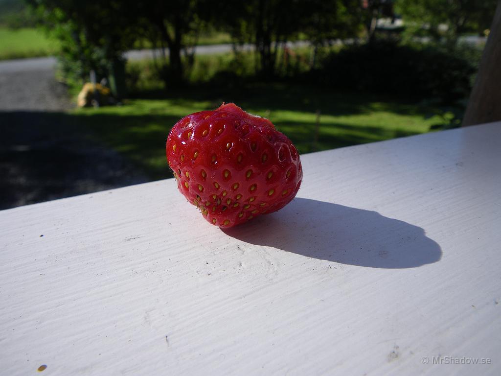 IMGP4081.JPG - 2010-08-16   En perfekt jordgubbe till frukost :-)