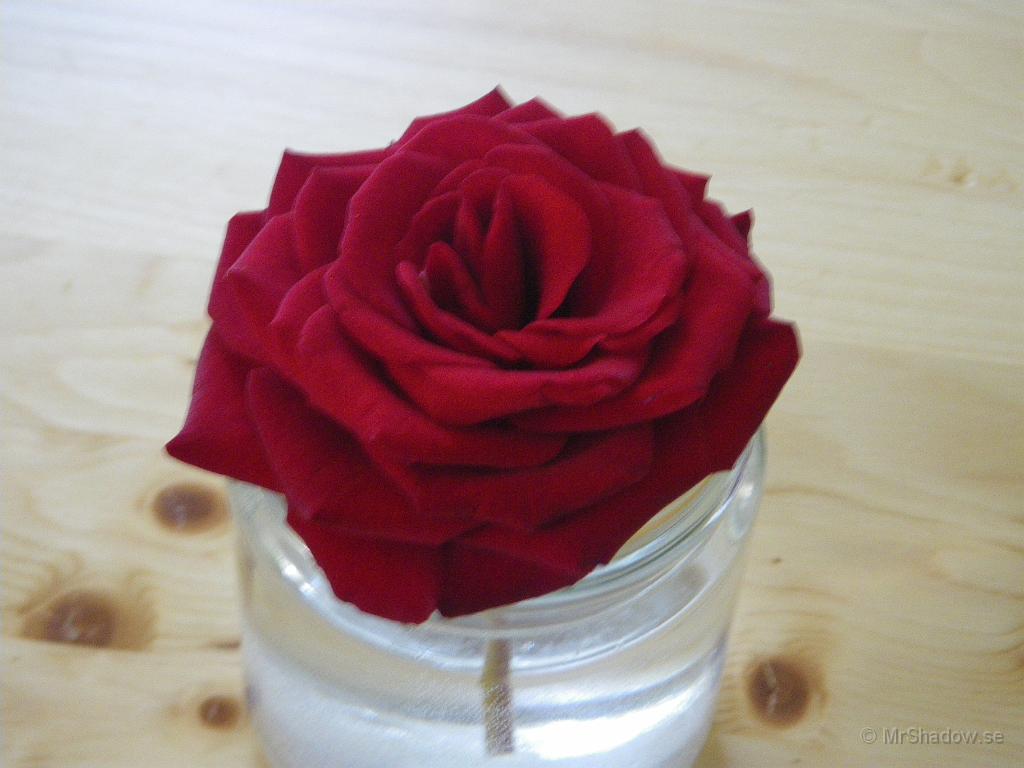 IMGP4089.JPG - Bilden blev tyvärr inte skarp, men rosen är ändå vacker..