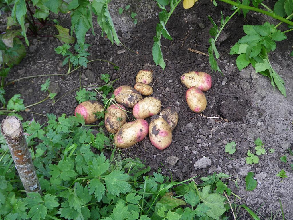 IMGP4111.JPG - 2010-08-21  Koll av potatis tillgången. Det ser ut som att King Edvard även i år ger hyfsad avkastning.