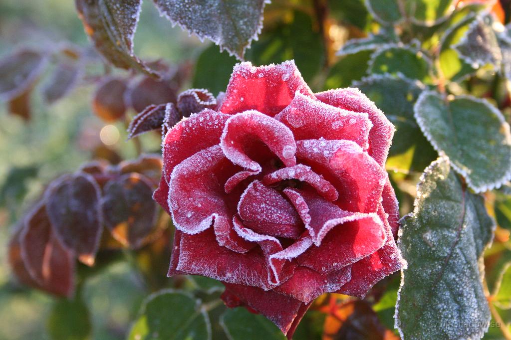 IMG_0246.JPG - 2010-09-26  Enda sättet att föreviga denna ros, är att ta kort på den. Några grader kallt och solen har inte hunnit värma upp luften ännu..