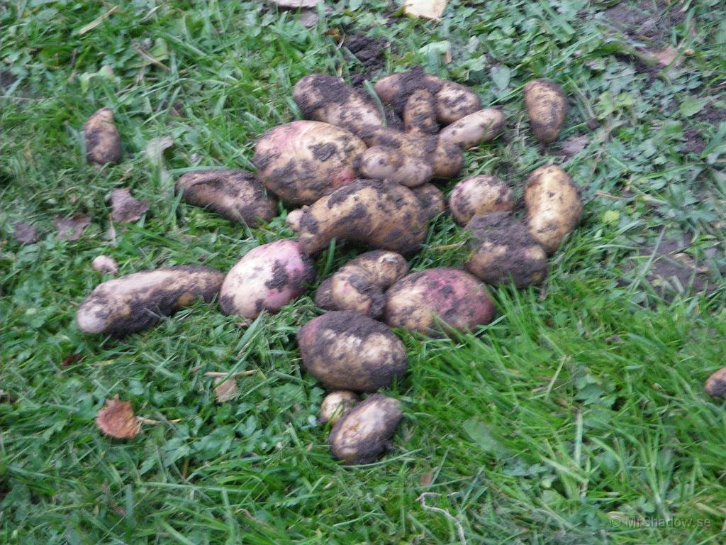 IMGP4591.JPG - Hittade några potatisar i landet, trotts att vi var mycket noga när vi tog upp potatisen
