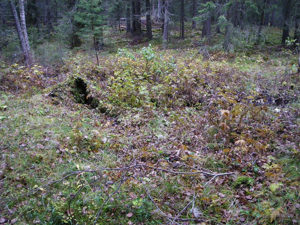 IMGP4666.JPG - En liten tur upp i skogen säger att det mesta nu börjat att vissna ner.. Om några veckor är det brunt eller kanske till och med vitt av snö...