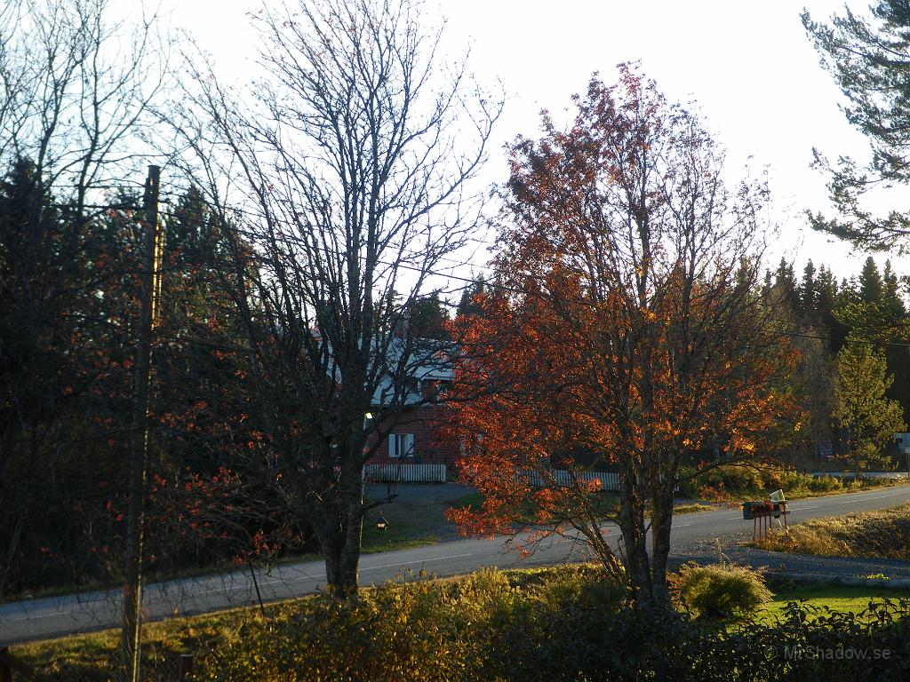 IMGP4674.JPG - På bara en dag så har högra rönnen hos grannen tappat större delen av sina löv, men så har det blåst lite också...