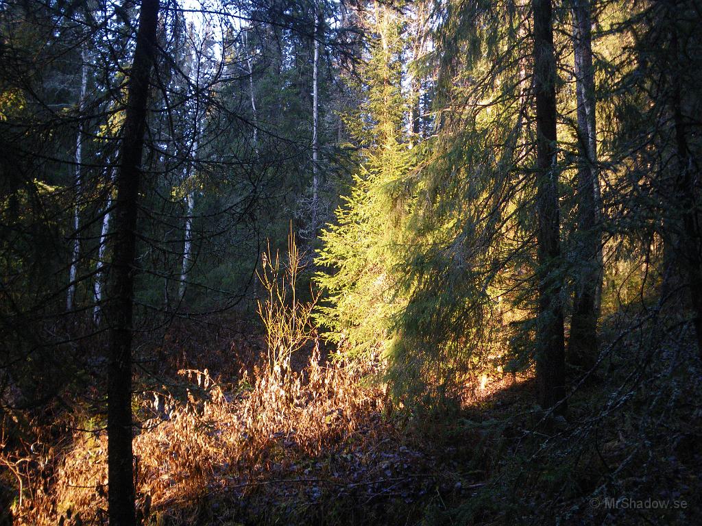 IMGP4842.JPG - Solen lyser så fint in på några granar i skogen