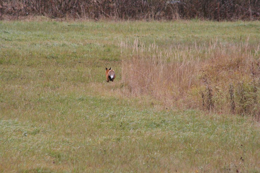 IMG_0455.JPG - Men när jag försöker komma närmare så drar räven iväg som en avlöning... Jag har sett spår efter den i potatislandet inne på gården, så den rör sig i området.
