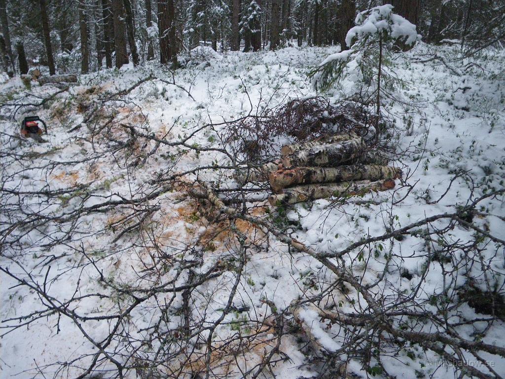 IMGP5009.JPG - 2010-11-20 Hade konstaterat att det rasat en massa skog på ett område och gick förbi med sågen och städade lite..