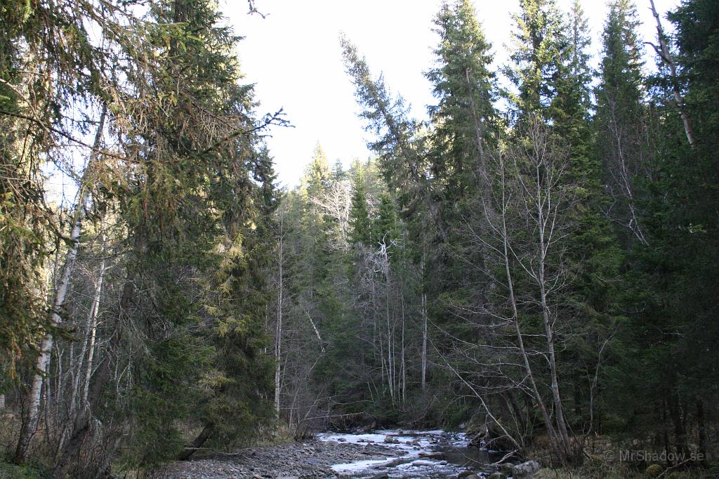IMG_0847.JPG - The Creek. Lite vatten i ån är det och inga löv, men lite sol i trädtopparna..