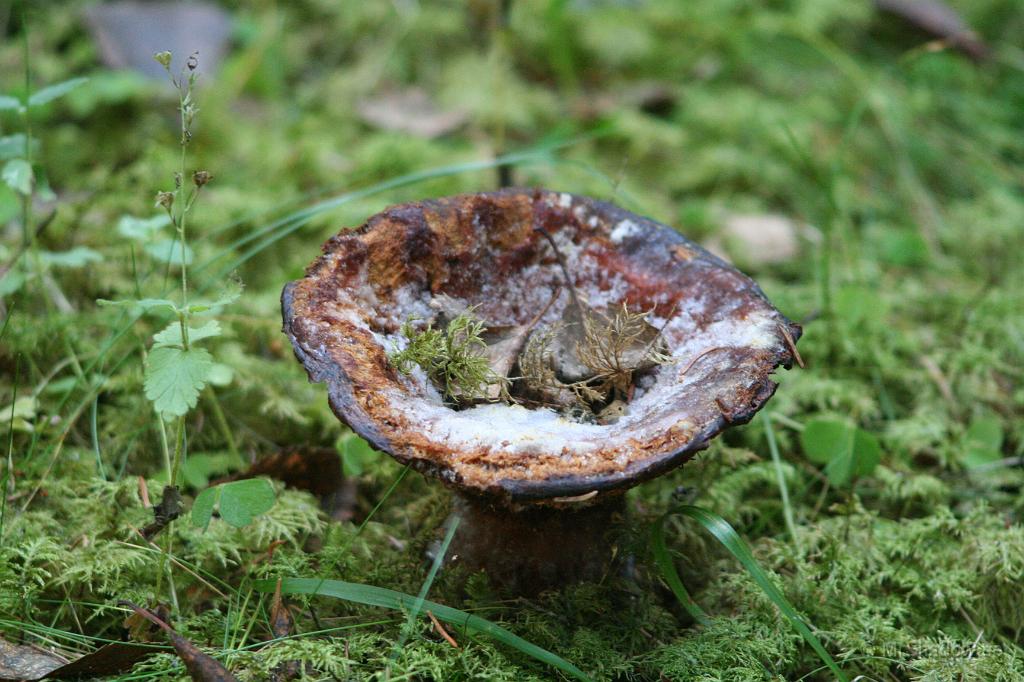 IMG_0862.JPG - Frusen svamp hittade jag i skogen.