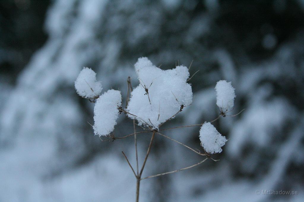 IMG_0931.JPG - Torra växter och snö kan bli fina kombinationer..