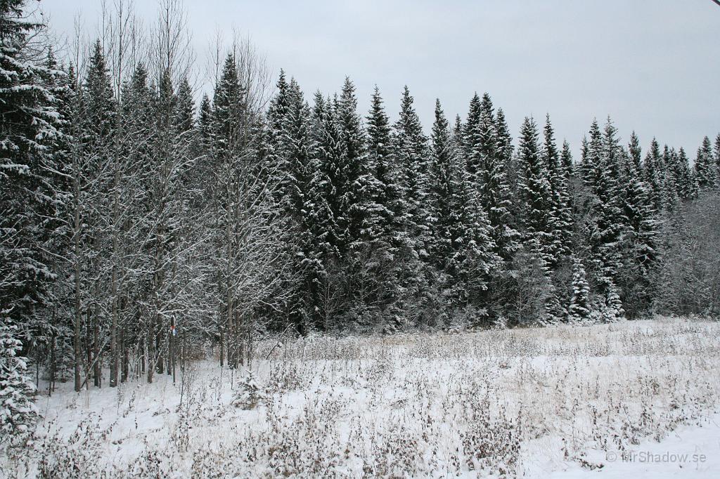 IMG_0940.JPG - Det blir helt ny struktur på skogen när det kommit snö i träden.