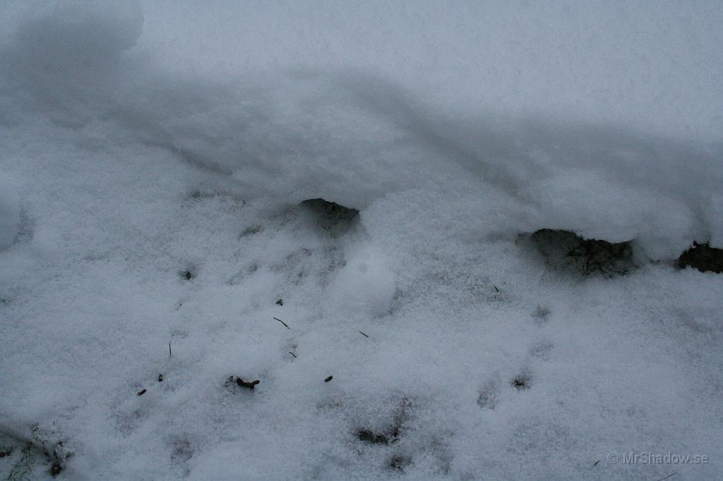IMG_0944.JPG - Bara konstatera att det är hyresgäster under snön.. Skulle kört en vält kanske, eller vattnat så att det fryser till is...