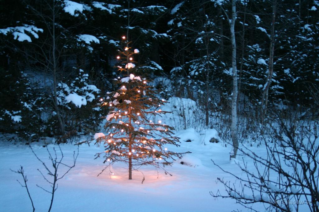 IMG_0988.JPG - Kopplat på och kollat lyset på julgranen ute på gården