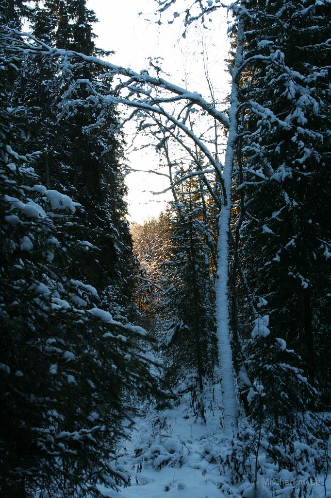 IMG_1001.JPG - Även om det är kallt, så lägger sig snön på trädstammarna.