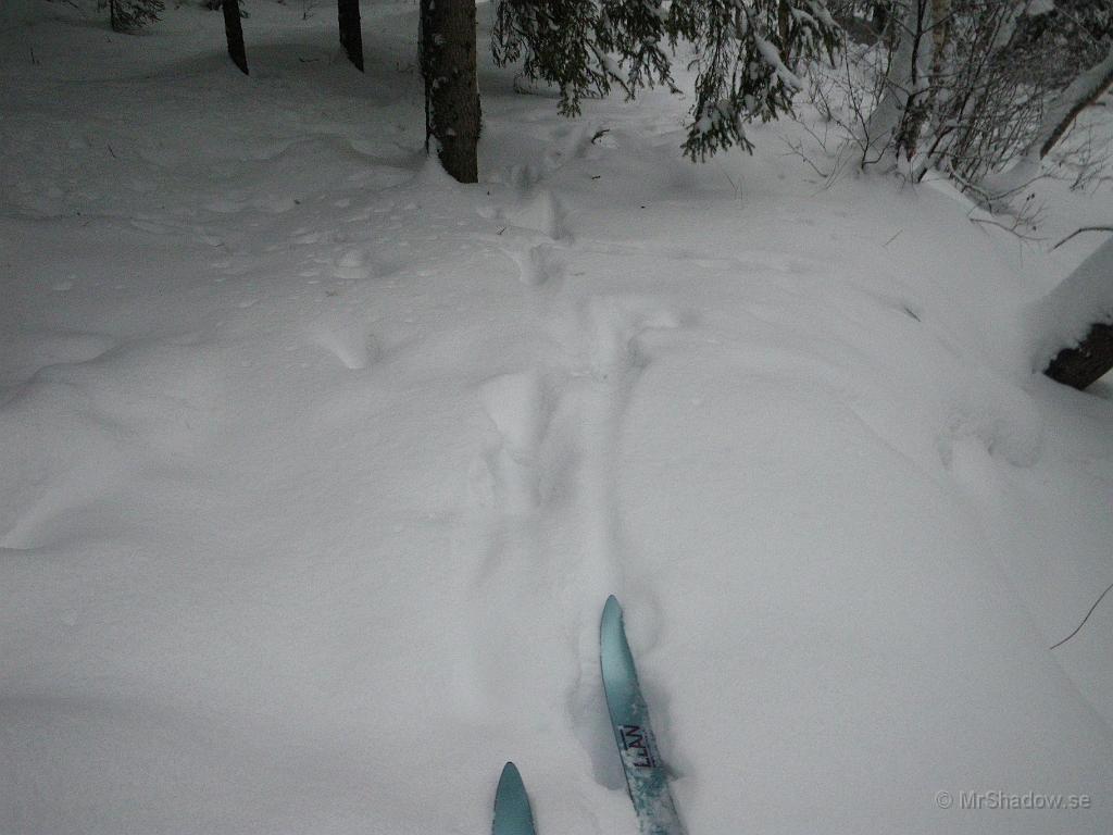 IMGP5575.JPG - Är ute och provar skidorna och konstaterar att det är älg som hälsar på i grannskapet.