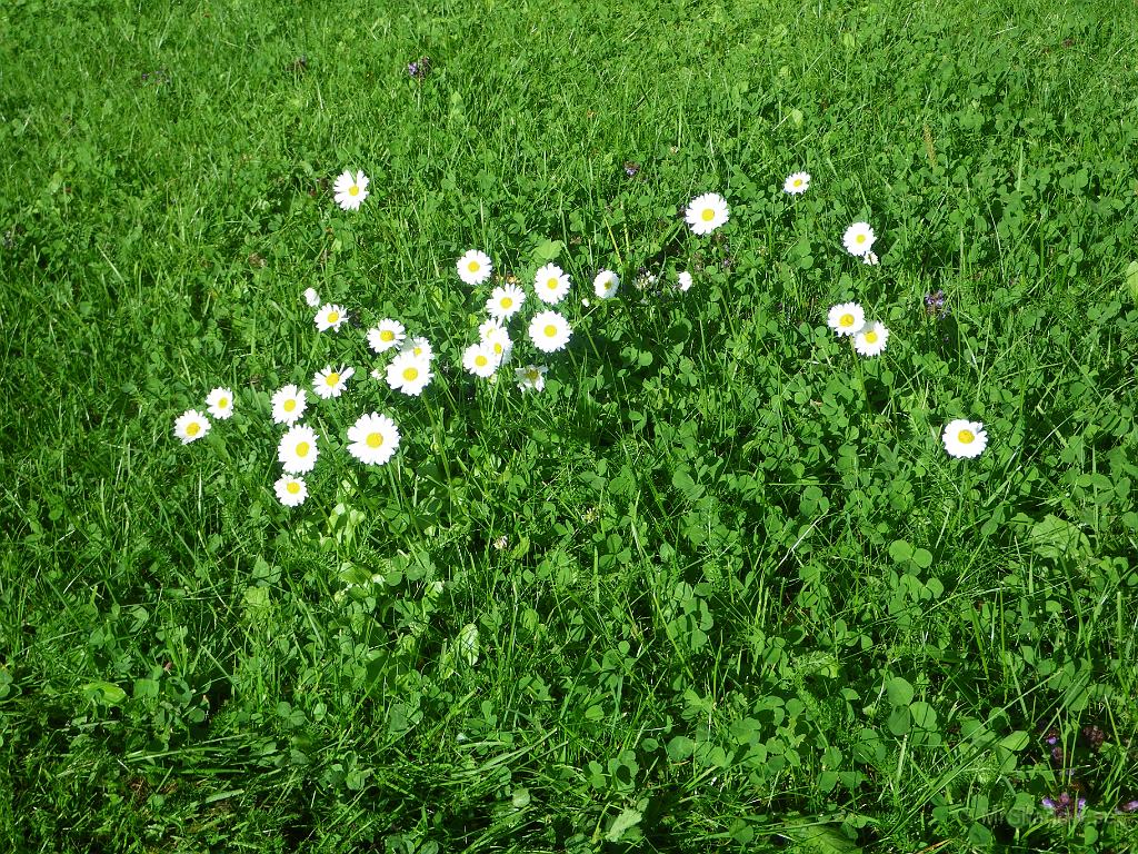 IMGP6834.JPG - Lite blommor växer det också på gräsmattan.