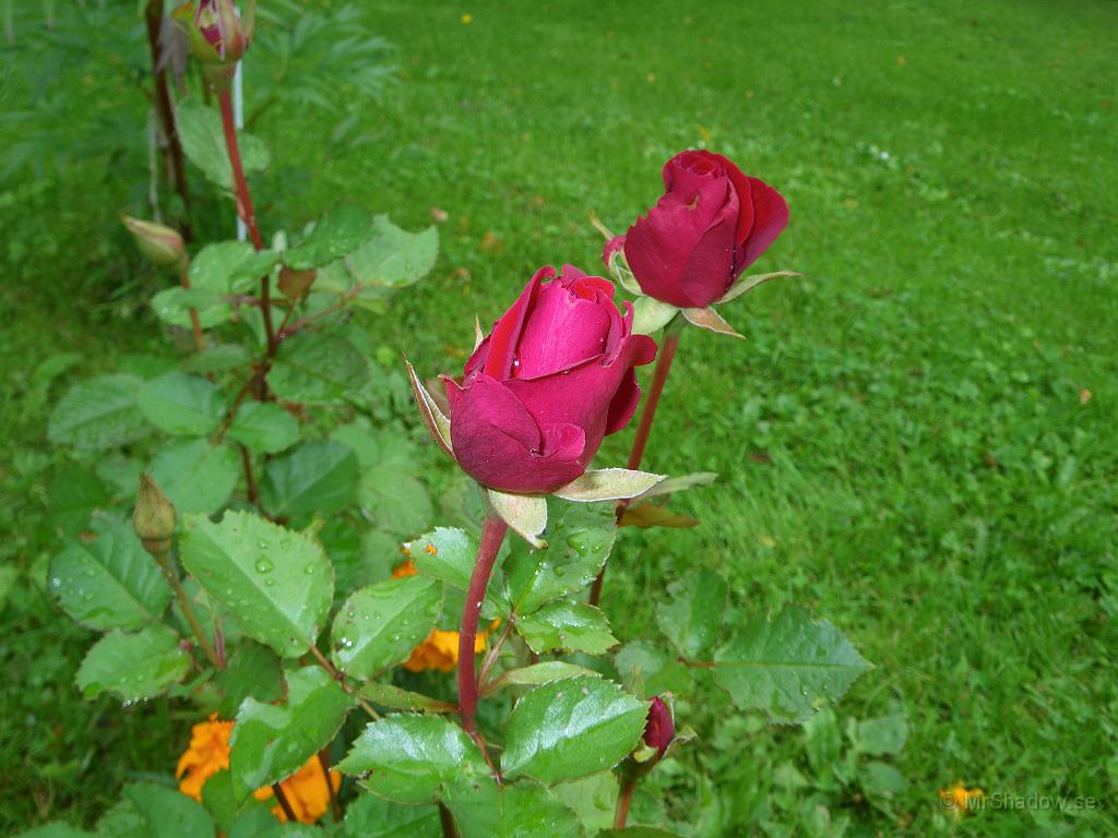 IMGP6954.JPG - 2011-07-26  Lite mer utslagna rosor