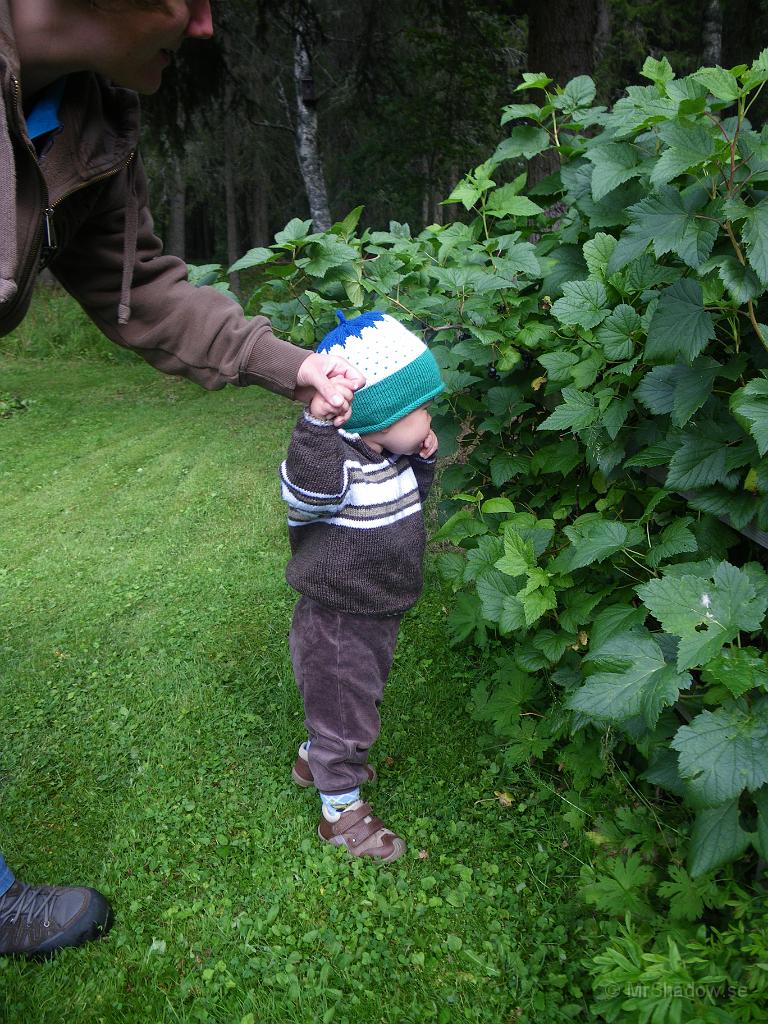 IMGP7212.JPG - 2011-08-11  Lukas på besök i Morfars svartvinbärsbuske.