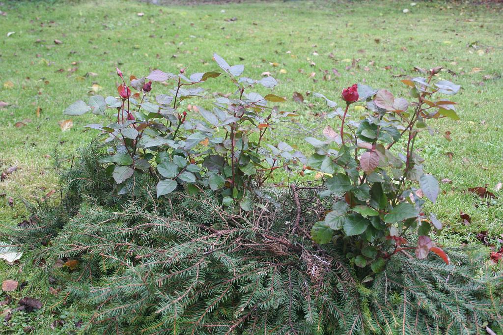 IMG_5007.JPG - Laggt granris runt rosenbuskarna. Det sägs isolera mot kyla !!