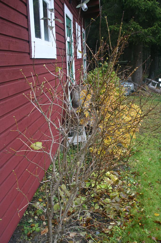 IMG_5061.JPG - Massor med knoppar på syrenbusken. Hoppas det blir lite blommor nästa år..