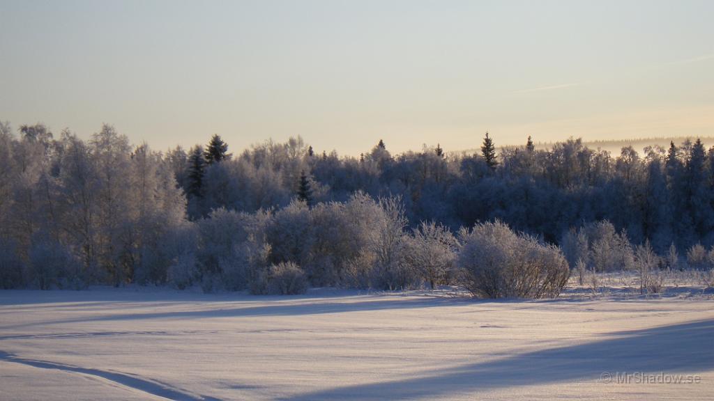 IMGP0206.JPG - Träd och buskar i vit vinterskrud