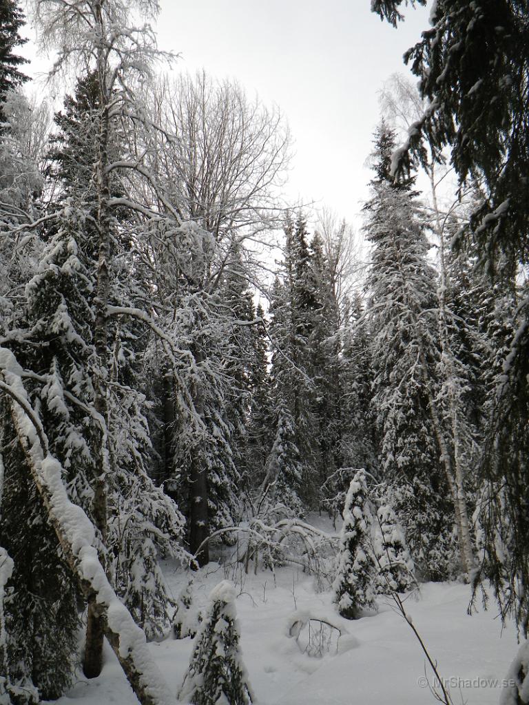 IMGP0381.JPG - 2012-02-05   Snö på alla träd och grenar. Det är vitt...