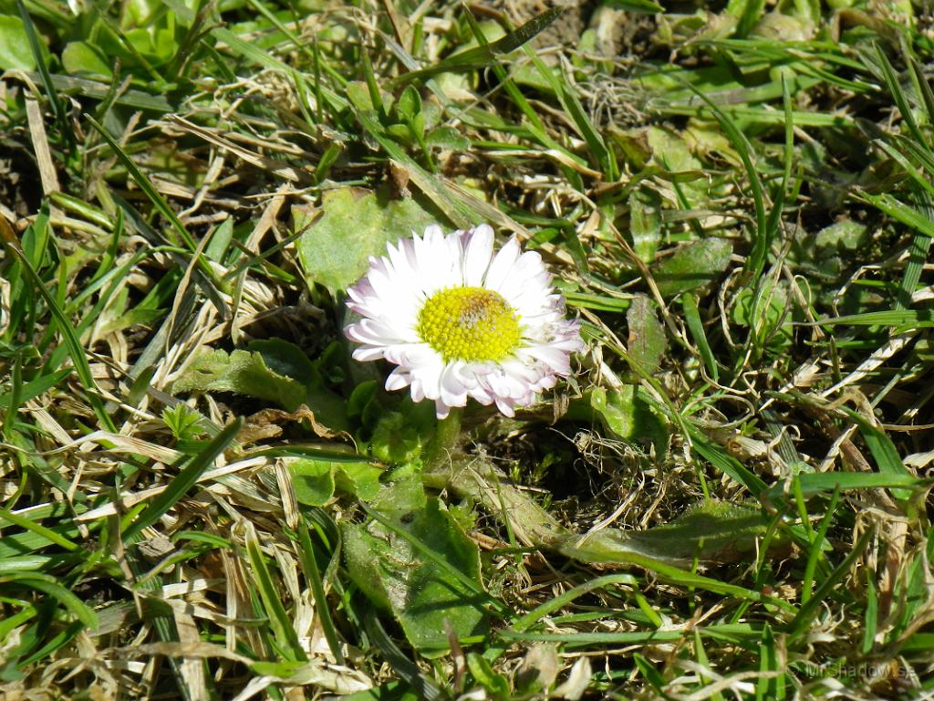IMGP0702.JPG - 2012-04-30  Det börjar titta fram blommor i gräsmattan också..