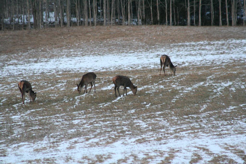 IMG_5502.JPG - Det är en grupp hjort som betar bar några hundra meter från byn..
