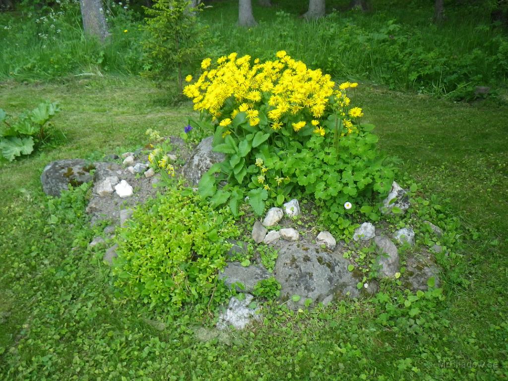 IMGP0968.JPG - I stenpartiet börjar det också på att blomma, men vissa växter tar tyvärr överhanden. Det skall finnas liljekonvaljer mitt i det gula.