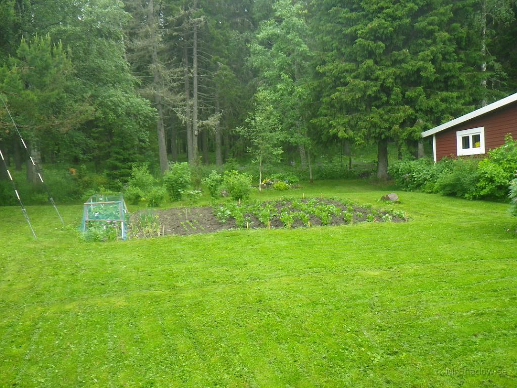 IMGP1098.JPG - 2012-07-08   I trädgårdslandet ser det dock ut att ha börjat bli fart på växtligheten.. Lite sent men så är det ibland.
