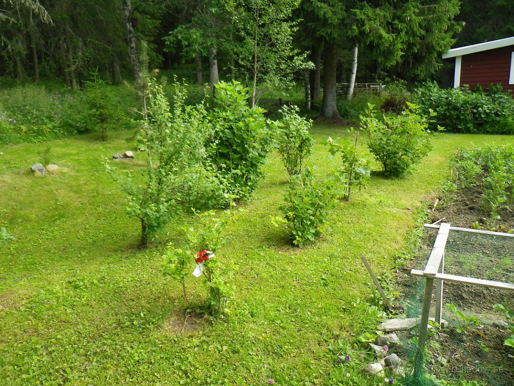 IMGP1126.JPG - 2012-07-07   Bärbuskarna vid trädgårdslandet ser ut att må riktigt bra..