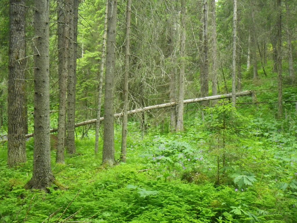 IMGP1168.JPG - 2012-07-20  Tog en vända i skogen för att studera hur det ser ut...