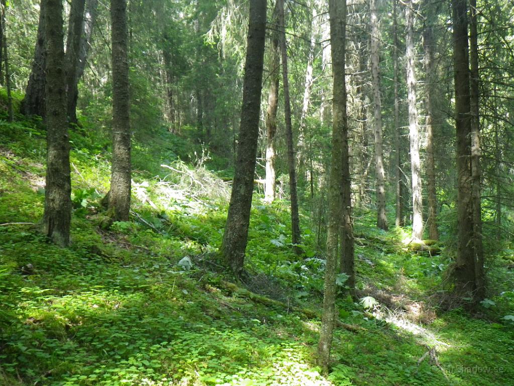 IMGP1178.JPG - 2012-07-21   Det är fint i skogen. Synd bara att det är så många träd i vägen... ;-)