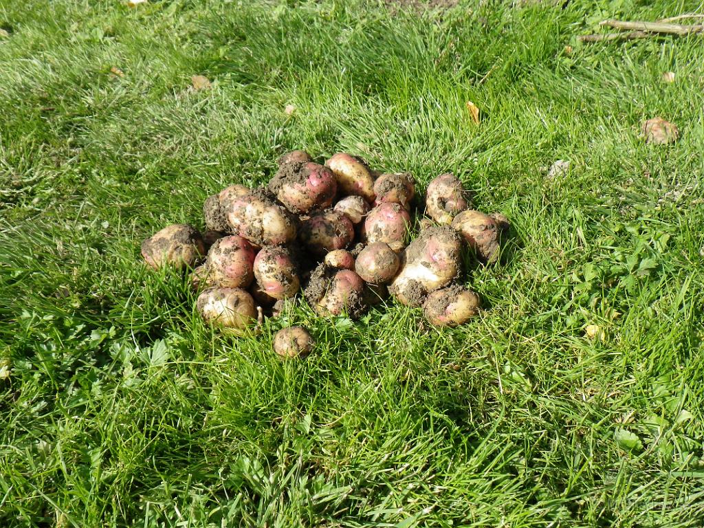 IMGP1447.JPG - Tog upp lite potatis i lilla trädgårdslandet. Ett par kok med King Edward blev det..
