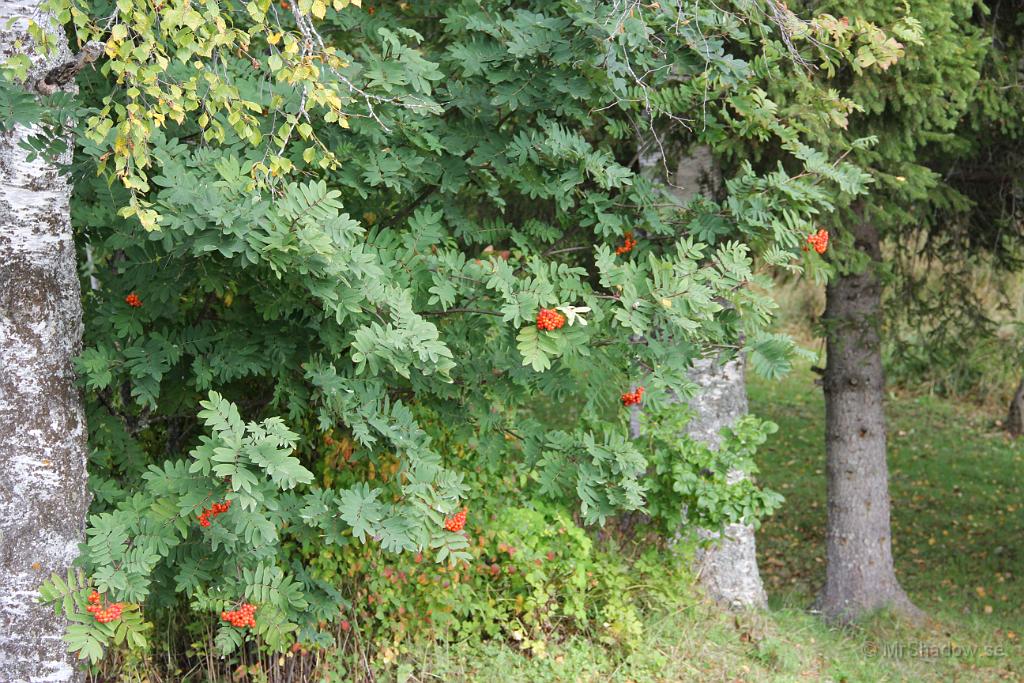 IMG_2350.JPG - Det är lite rönnbär detta år. Nu syns det att björken har gula blad och en del buskar skiftar i gult och rött..