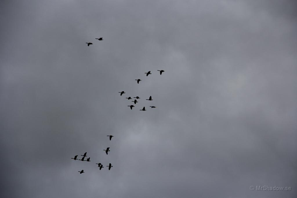 IMG_2368.JPG - Flyttfåglarna samlar ihop sig och flyger sin kos..