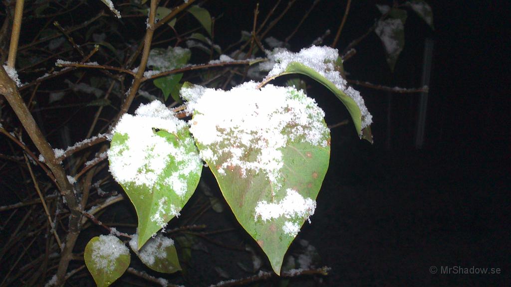 DSC_0051.jpg - Fastnar lite snö på bladen i syrenen också