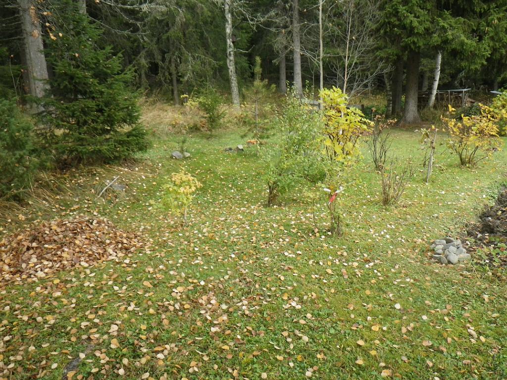 IMGP1563.JPG - En del bärbuskar har tappat löven, men inte alla. En del buskar är fortfarande gröna..