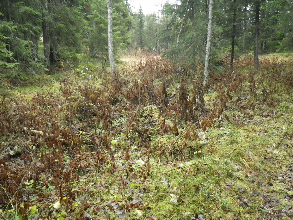 IMGP1591.JPG - Även i skogen vissnar en del växter ner..