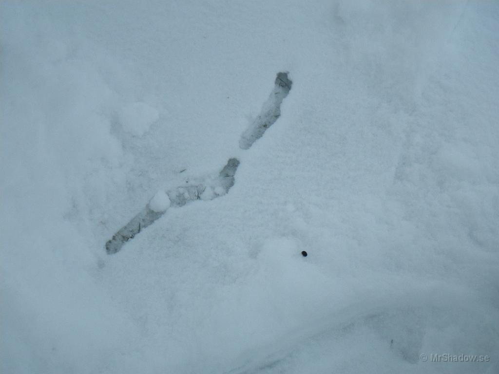IMGP1828.JPG - Röjde en gång i snön och fann en annan "gång".. Troligen en sork eller en mus som grävt här före mig