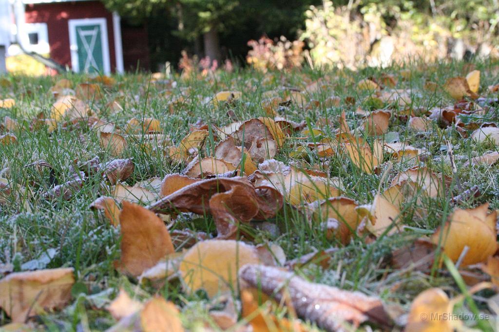 IMG_2770.JPG - Löven i gräset kurar ihop sig av kylan