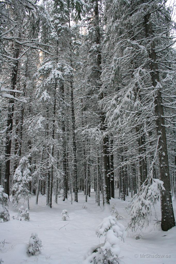 IMG_4083.JPG - Ljust och fint i skogen när snön ligger efter stammarna. Så ser man inte skogen heller för alla träden
