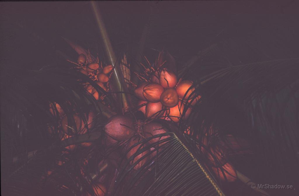 68-0005.jpg - Kokosnötter i en palm på gården vid Raffles Hotell