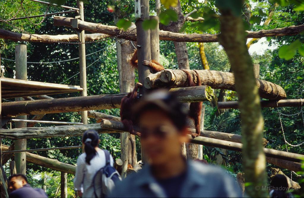 68-0033.jpg - Det är några orangutanger som gömer sig i bakgrunden. Miss igen så man ser bara armarna..