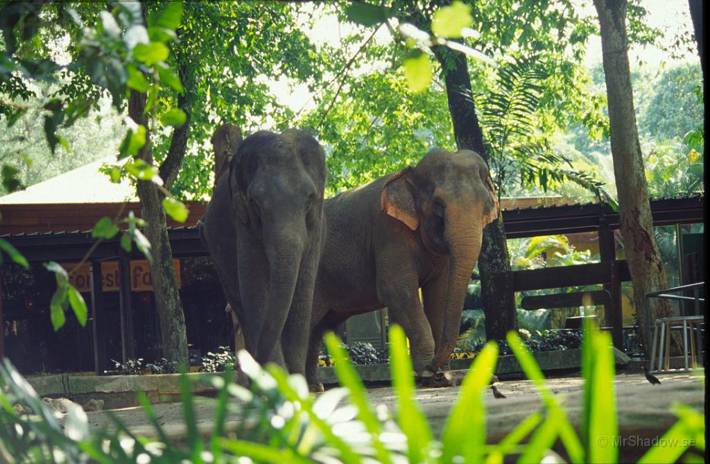 68-0034.jpg - Asiatiska elefanter och inte mycket till staket eller mur mellan dem och publiken.