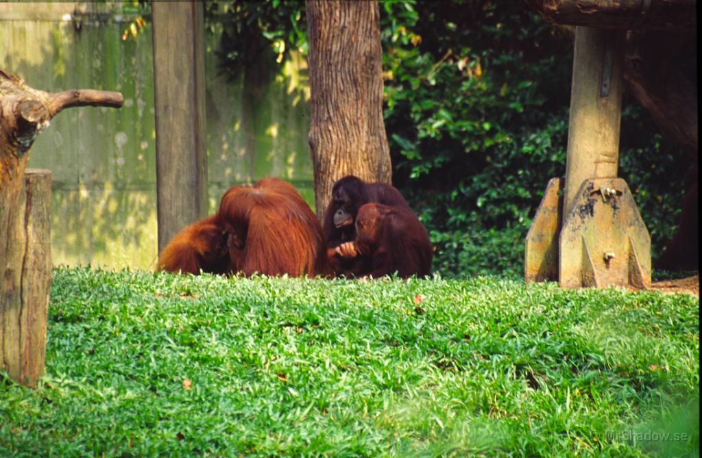 68-0046.jpg - Snillen spekulerar... Orangutanger är förekommande i vilt tillstånd i Singapores närhet.
