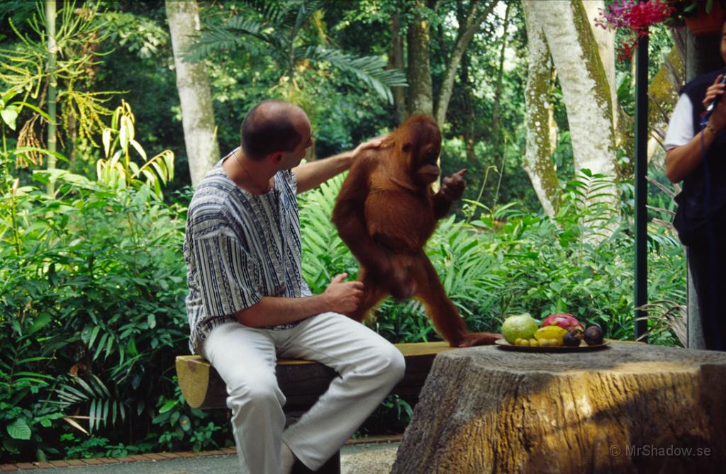 68-0047.jpg - Man fick ta en the-paus med orangutangerna