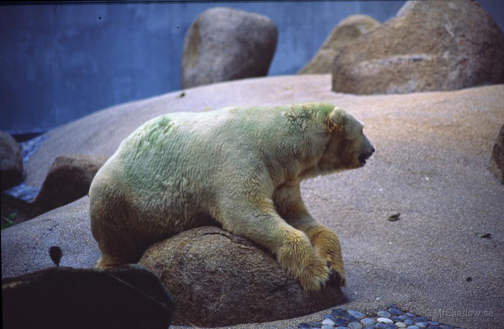 69-0023.jpg - Mystisk färg på isbjörnen och jag har glömt varför de var blågröna