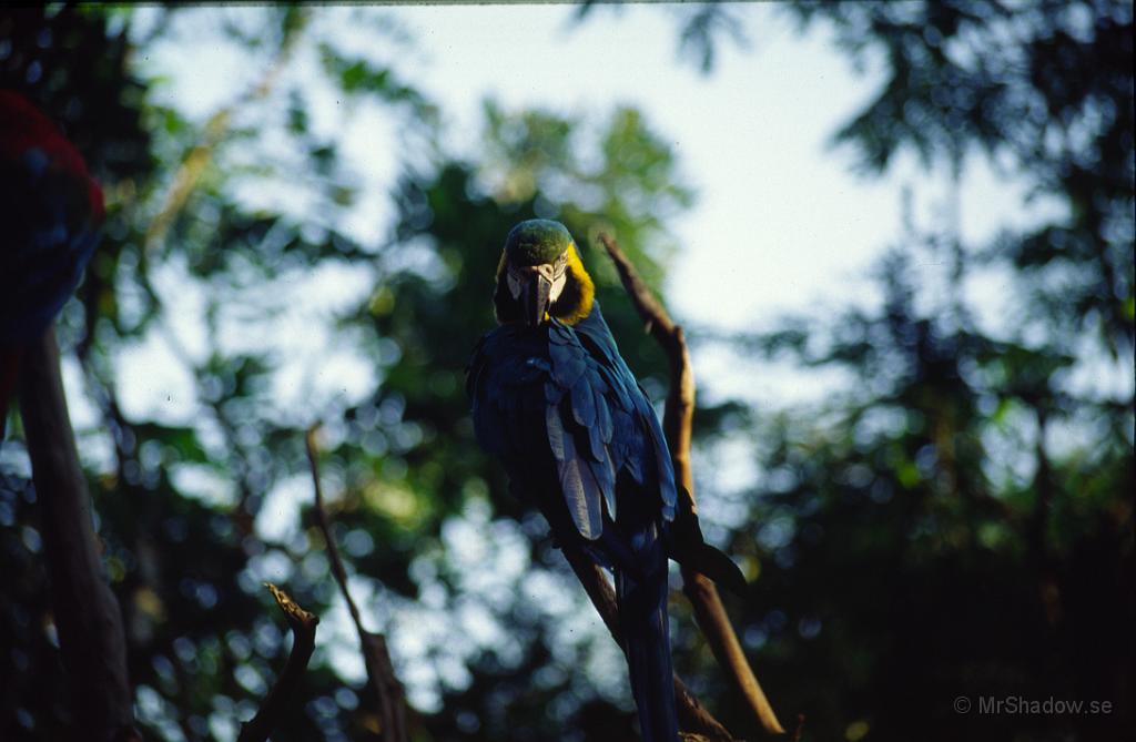 69-0024.jpg - Friflygande papegoja