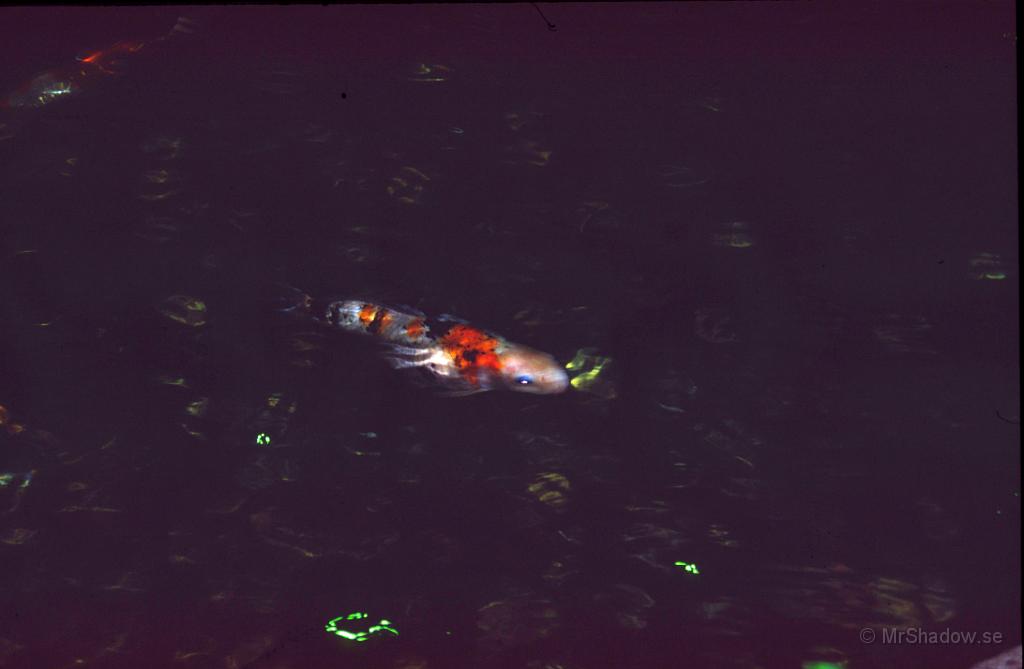69-0044.jpg - En fin fisk i en damm inne på flygplatsen Chang och åter halvdan kameraskötsel-)