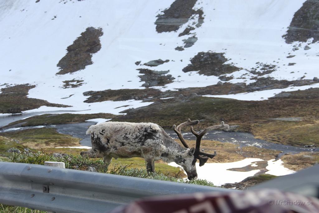 IMG_1182.JPG - I denna del av Norge är renarna vilda och ej "ägd" av någon same
